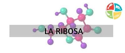 ribosa